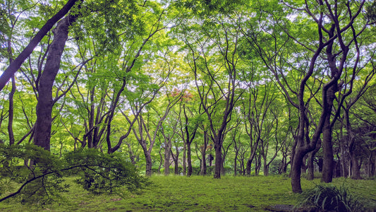 【東京】秋の皇居東御苑・北の丸公園ウェルネス森林浴