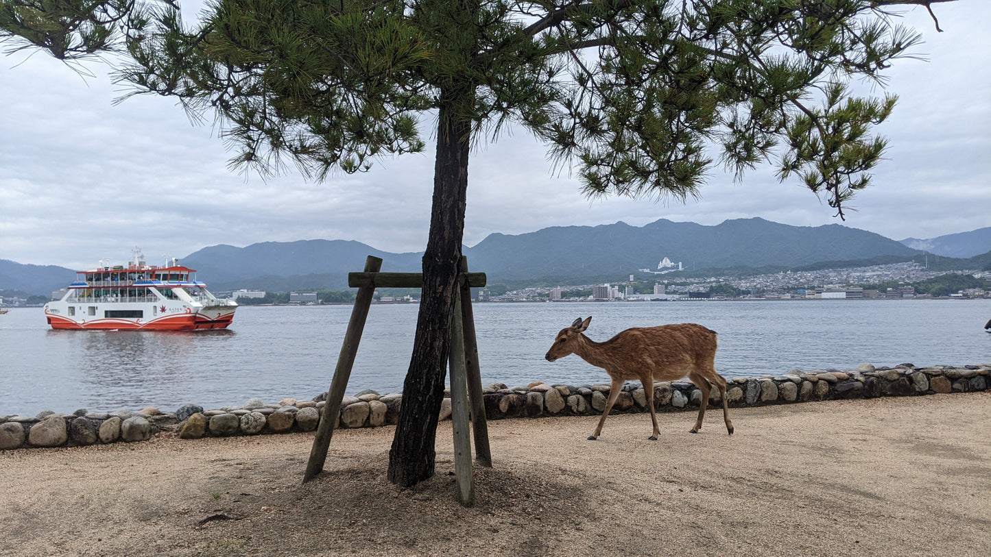 【Hiroshima】  A autumn Fun Walk & Forest Bathing at the Itsukushima Shrine and Miyajima Island