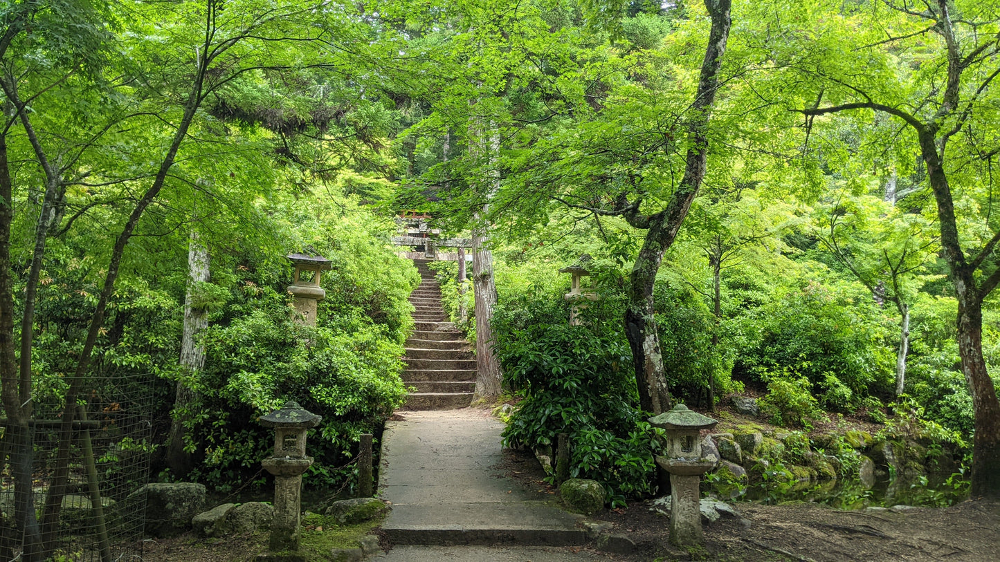 【Hiroshima】  A autumn Fun Walk & Forest Bathing at the Itsukushima Shrine and Miyajima Island
