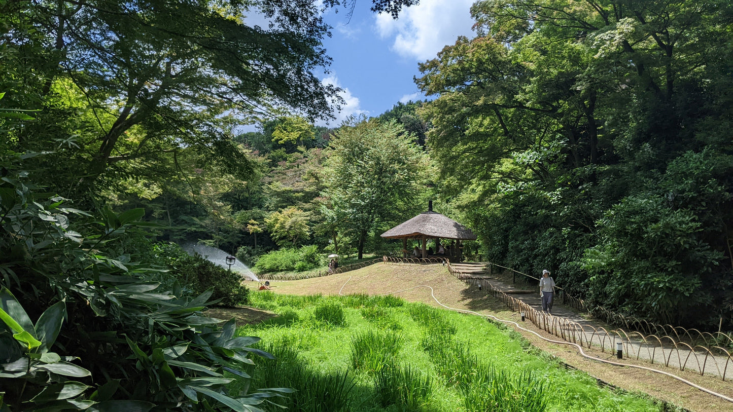 【NEW】3 Hour Private Tokyo Meiji Jingu Shrine Wellness Tour